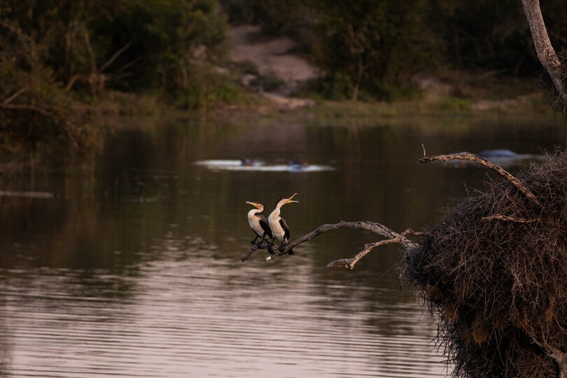 Ulusaba_Cliff 1030