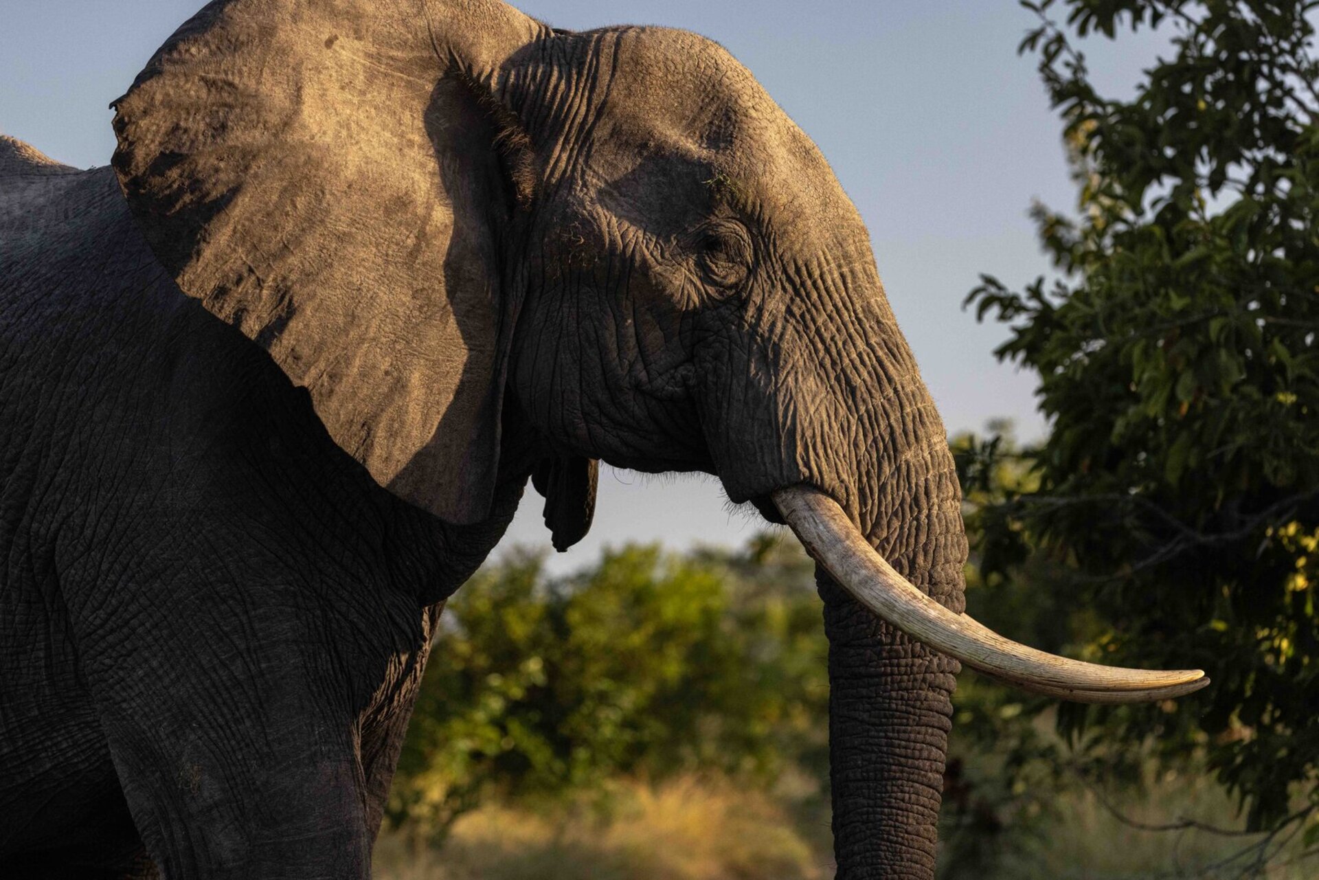 Ulusaba_Cliff 1030