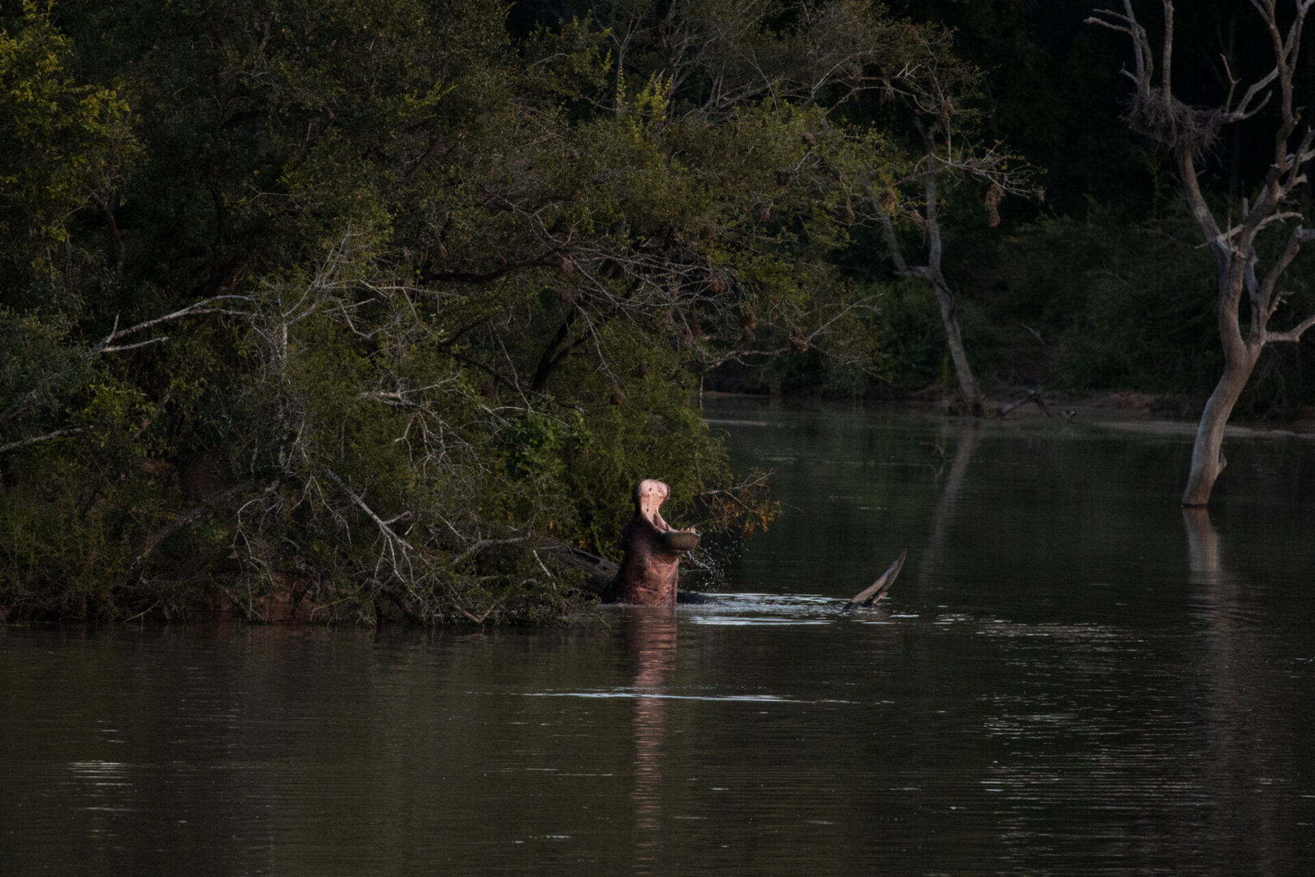 Ulusaba_Cliff 1030