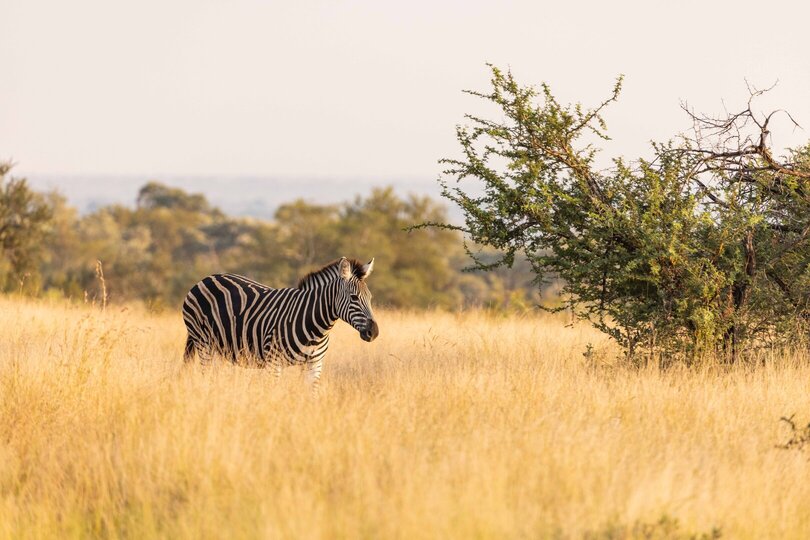 Ulusaba_Cliff 1030