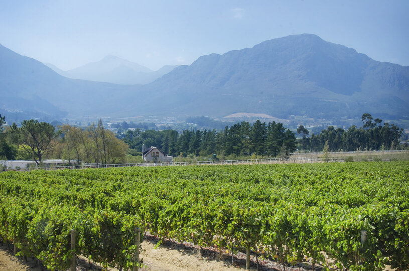 Viognier Room 1063