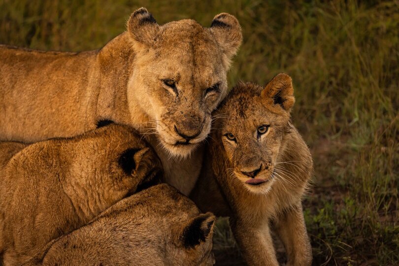 Private Safari Escape 1054