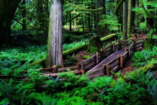 Cathedral Grove