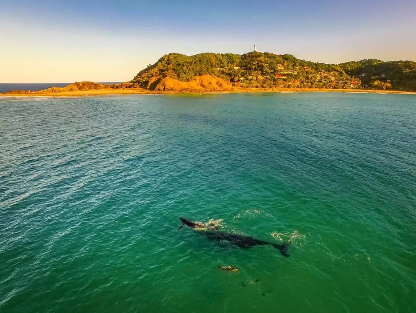 Humpback whales Tours