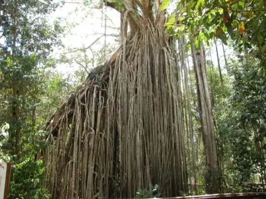 Curtain Fig Tree