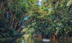 The Daintree Rainforest