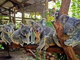 Rainforestation Nature Park