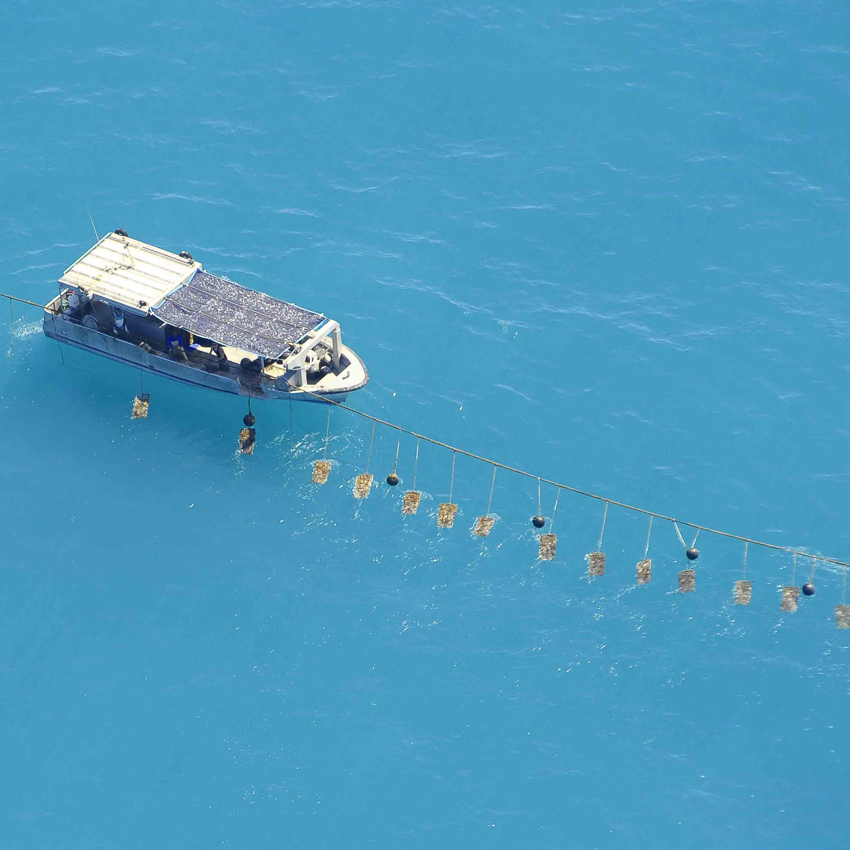Visit a Pearl farm