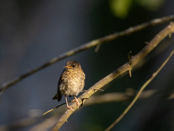 Eurasian_Wren