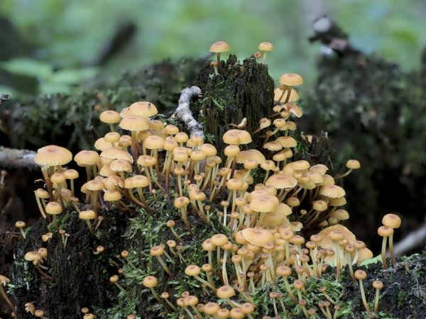 Old-growth_forest_mushrooms