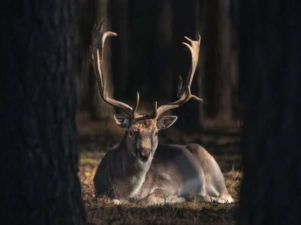 Fallow_deer_stag