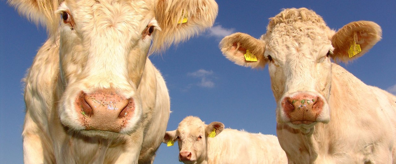 Cows Looking at Camera