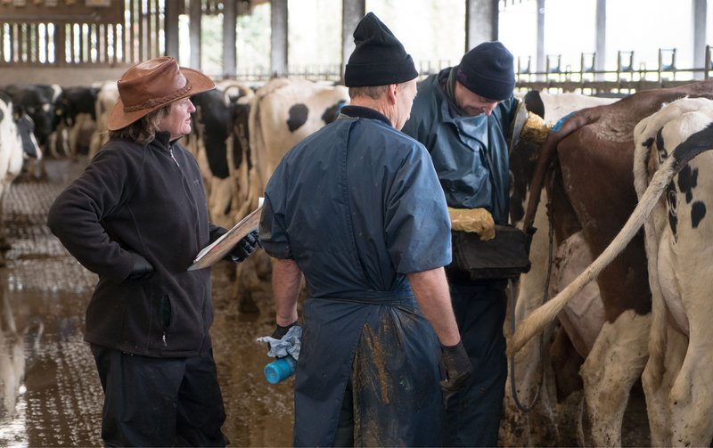 Farmers Monitoring Cows