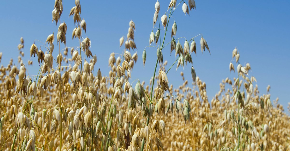 Growing calls for crop diversity FT Channels