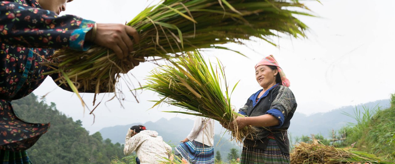 Straw management helps Thai farmers reduce costs and climate change impacts  – Thai-German Cooperation