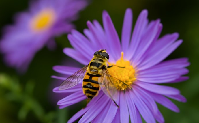 Bee on flower