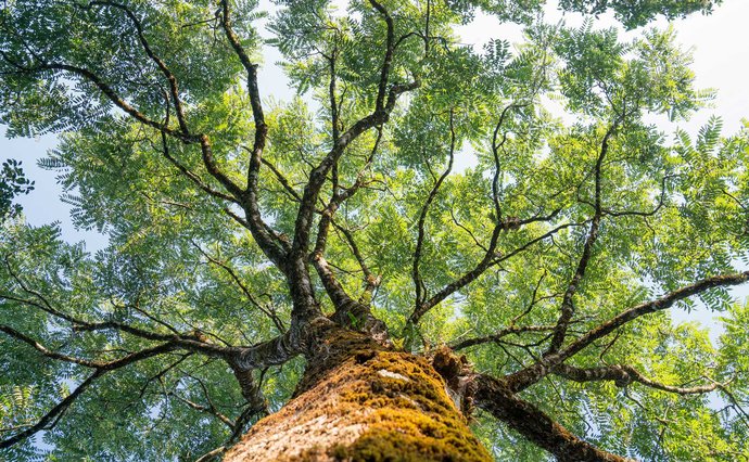 Looking up the trunk of a tree