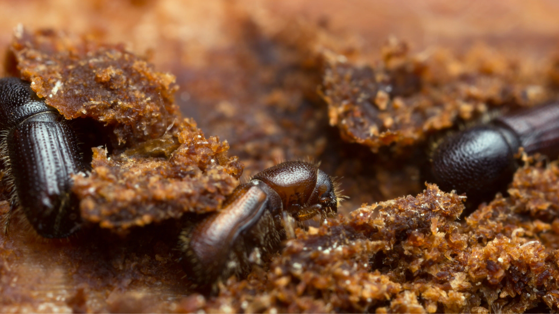 What is the PSHB Beetle and Can We Stop It?