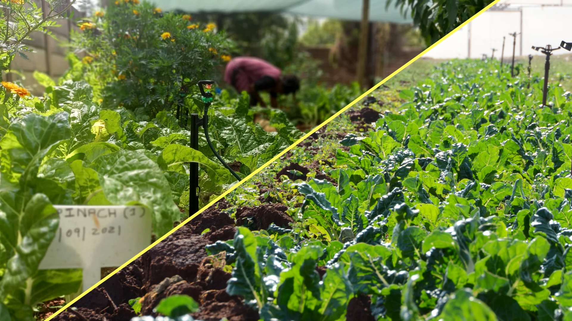 Agroecology vs. Permaculture: What is the Difference?