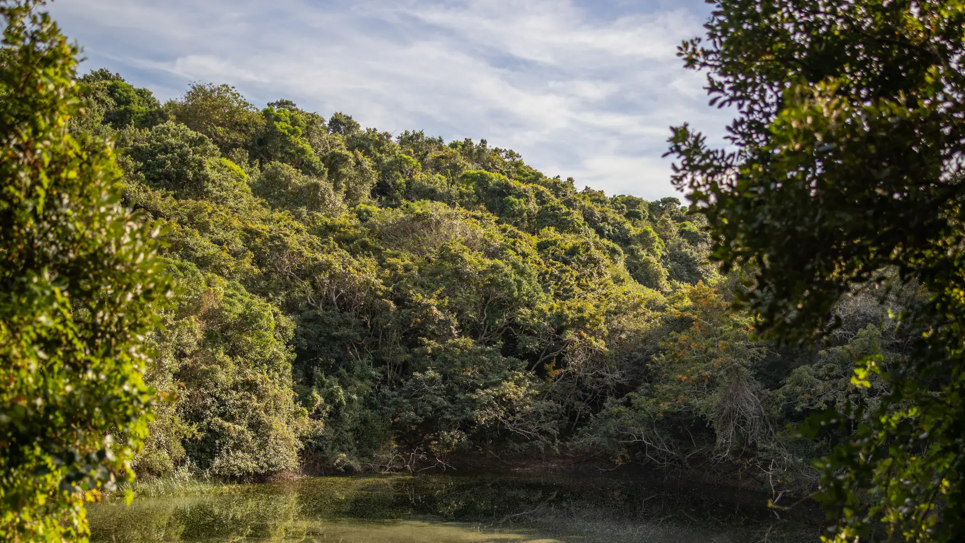 Defining a Forest in the Modern Era