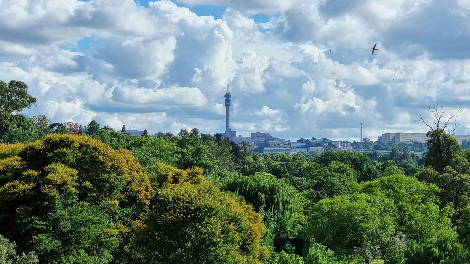 Is Johannesburg Really the World’s Largest Man-Made Forest?
