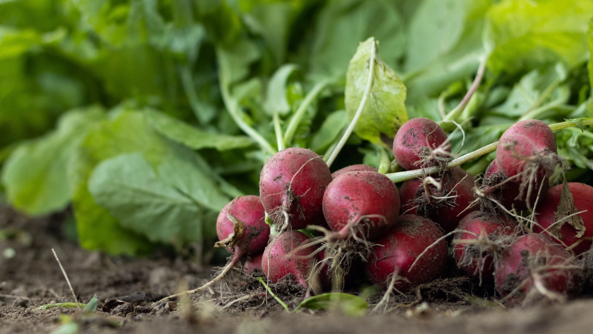 Easy Vegetables to Grow in South Africa