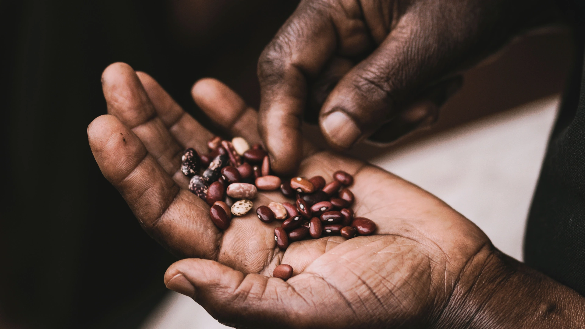How to Start a Community Seed Bank: A Guide to Seed Sovereignty in SA