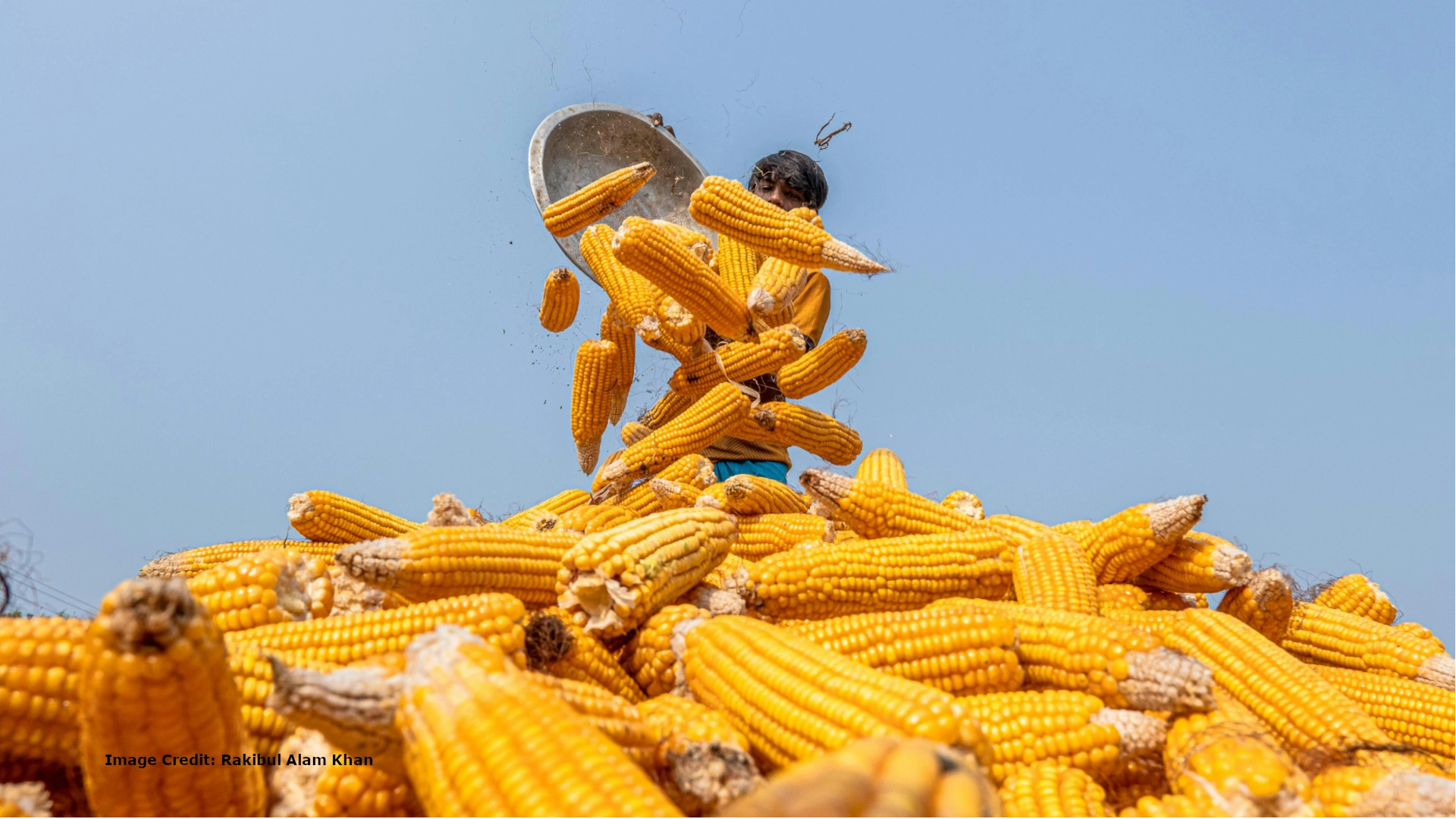 How the Maize Monoculture Trap Broke Southern African Nutrition
