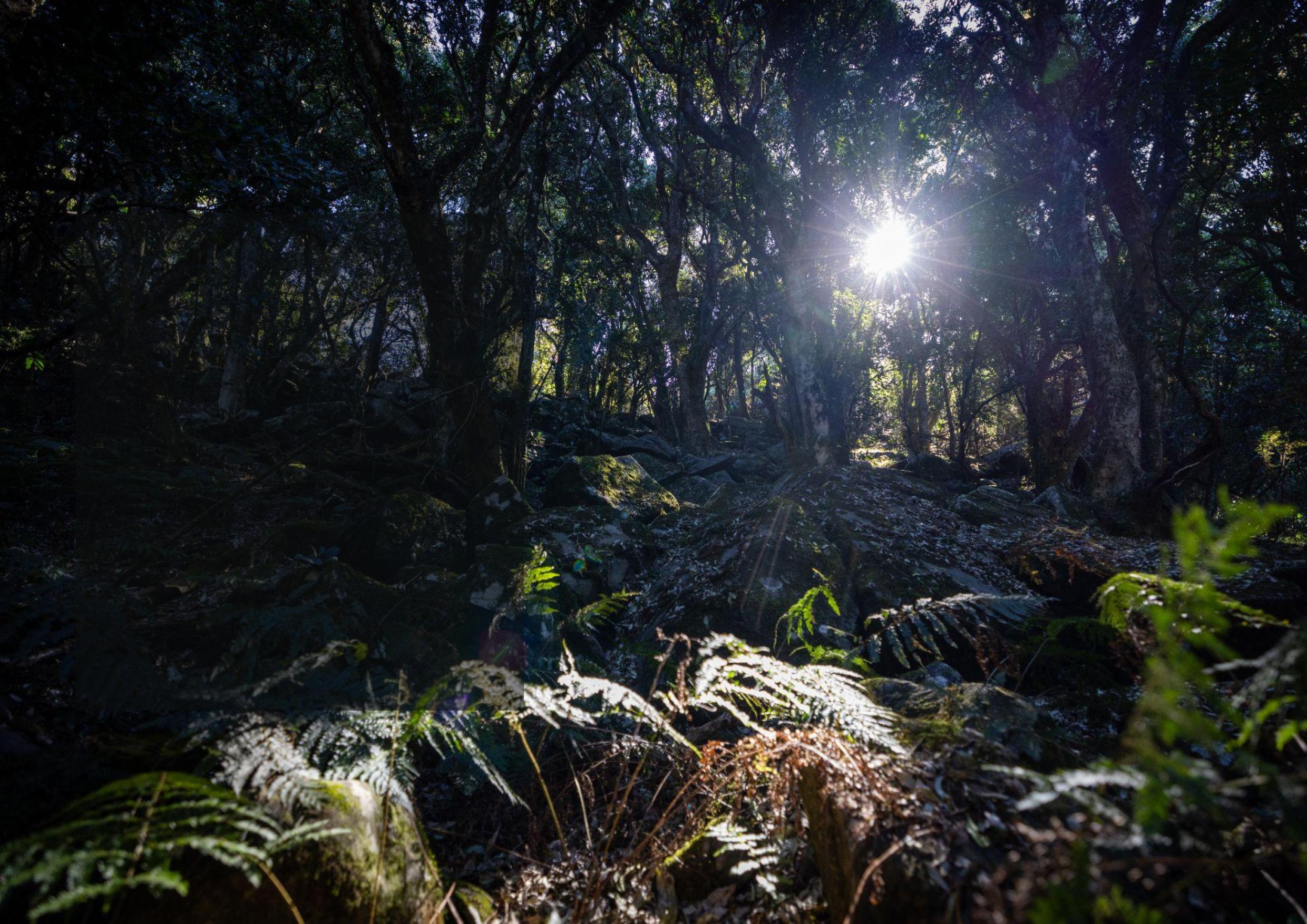 Multi - Stutt Forest