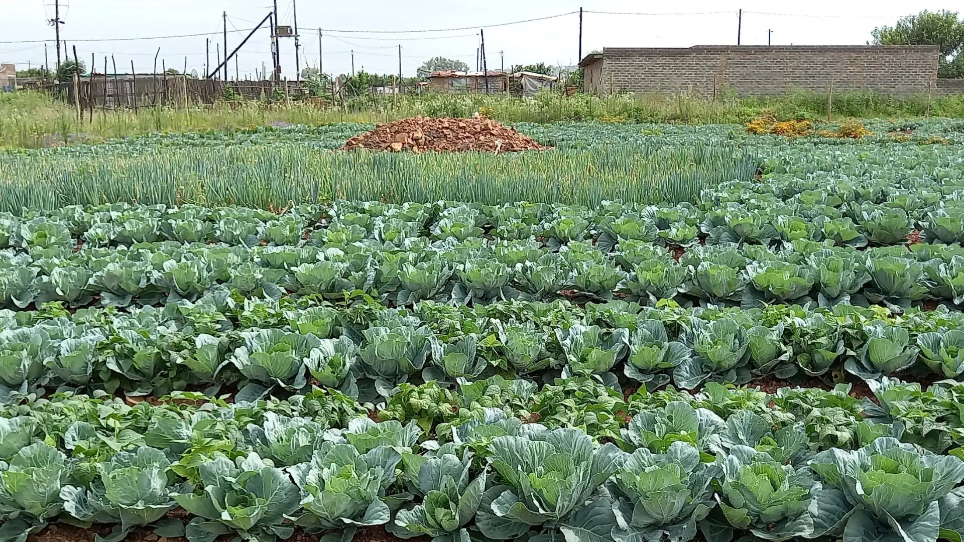 What is Agroecology? A Simple Guide to Farming with Nature