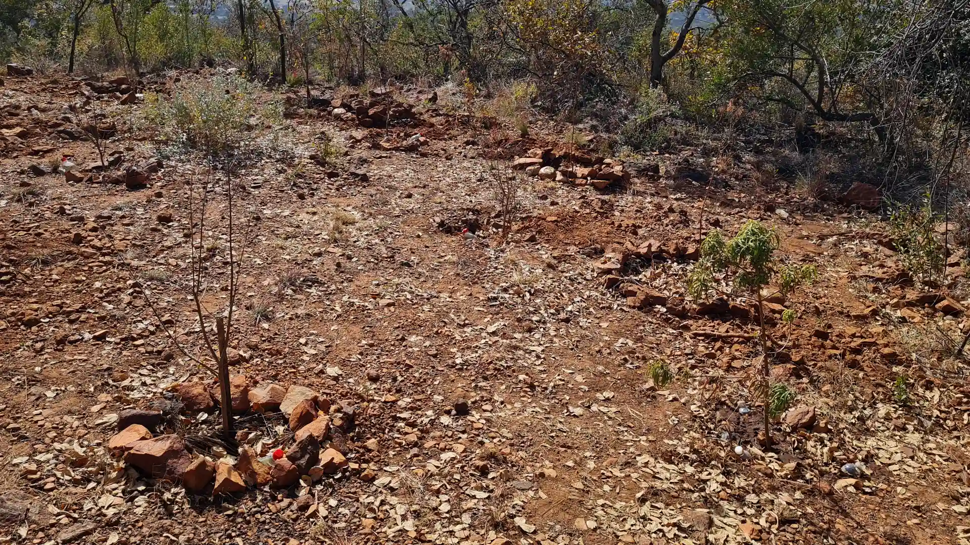 Watering New Trees During a Drought