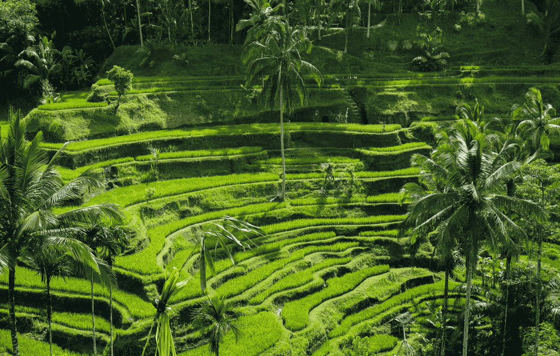 Ubud