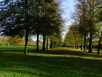 Sunlit avenue of autumn trees across the parkland at Marbury Country Park
