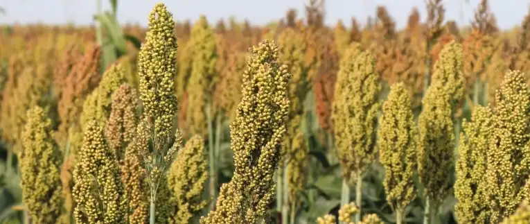 Imagem do Campos de competição de cultivares de sorgo