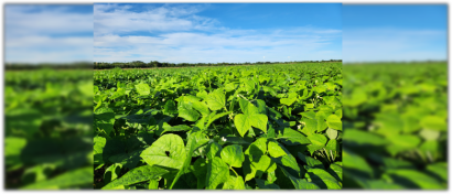 Imagem do Campos de competição de cultivares de feijão