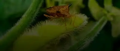 Imagem do Manejo de Insetos