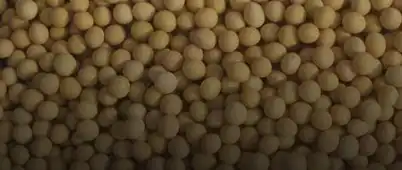 Imagem do Campos de competição de cultivares de soja
