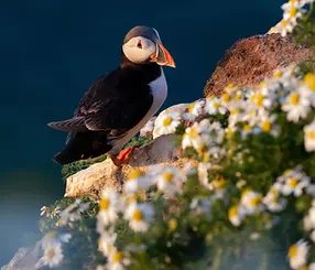 Seabirds on the chalk cliffs at RSPB Bempton Cliffs