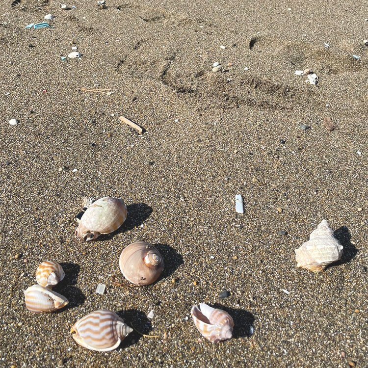 🐚新潟・日本海の貝がら 32個入🐚 大きめ白い貝 ハンダメイド素材