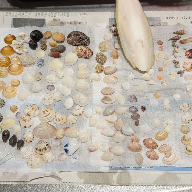 🐚新潟・日本海の貝がら 32個入🐚 大きめ白い貝 ハンダメイド素材