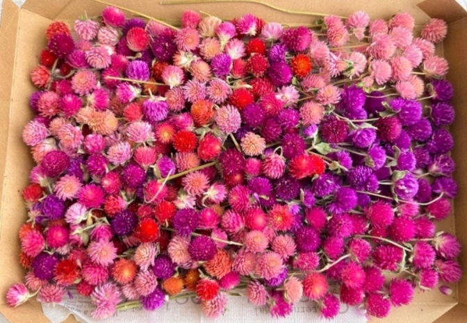 千日紅ドライフラワー茎あり＆ヘッドのみ☆ドライフラワー花材