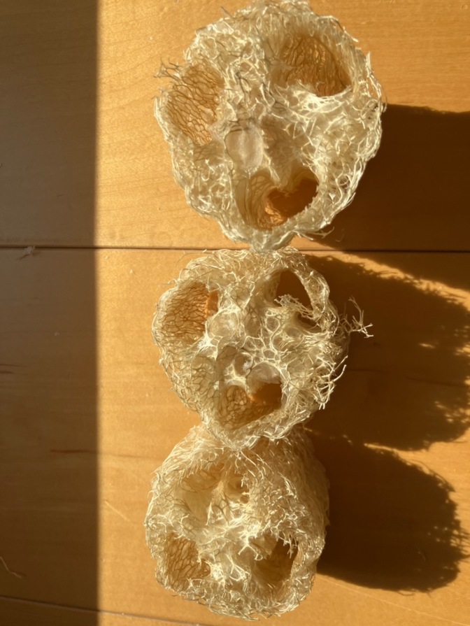 天然素材‼︎ハンドメイド！ヘチマたわし　3個セット！