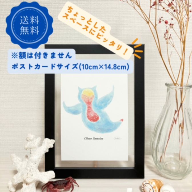 ポストカード　おしゃれ　アート　デザイン　イラスト　クリオネ　かわいい　海　自然　生き物　夏　絵画