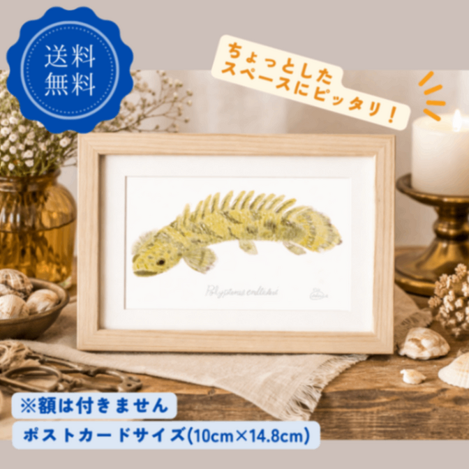 ポストカード　おしゃれ　アート　イラスト　熱帯魚　恐竜　古代　ポリプテルス　インテリア　動物　化石