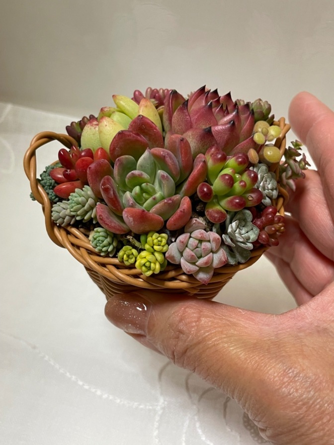 そのまま飾れる多肉植物の寄せ植えです😄