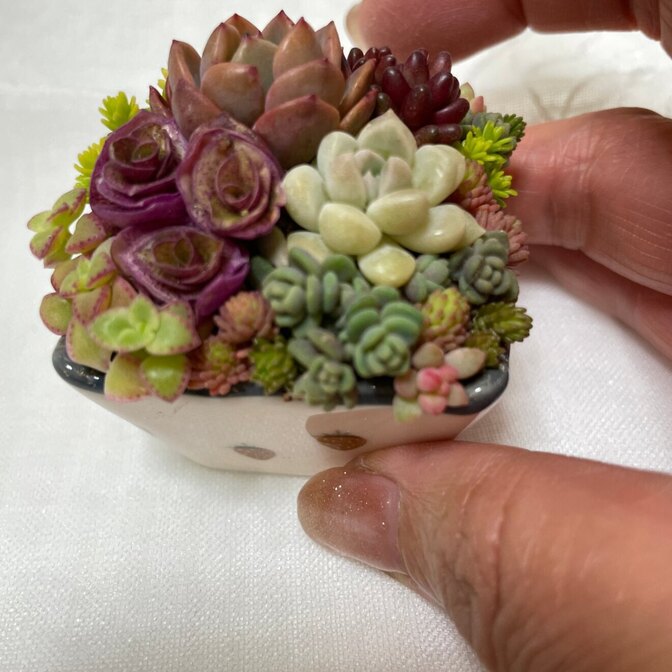 ☆そのまま飾れる多肉植物の寄植え☆
