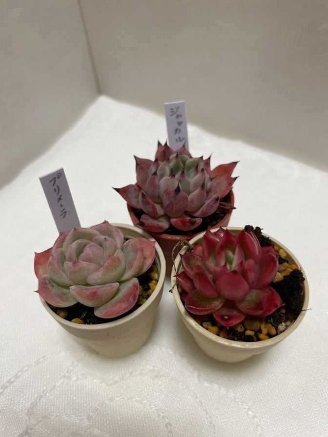 多肉植物☆エケベリア☆ジャッカル☆☆プリメーラ☆アメリカマリア✖️ラズベリーアイス☆