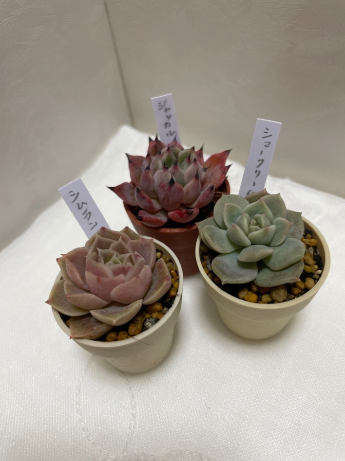 ☆多肉植物☆エケベリア☆シムランス☆ジャッカル☆シュークリーム☆