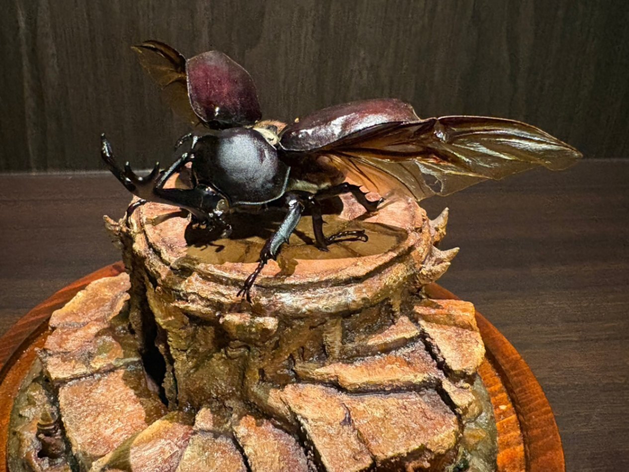 昆虫標本】国産カブトムシのジオラマ標本｜リベシティフリーマーケット