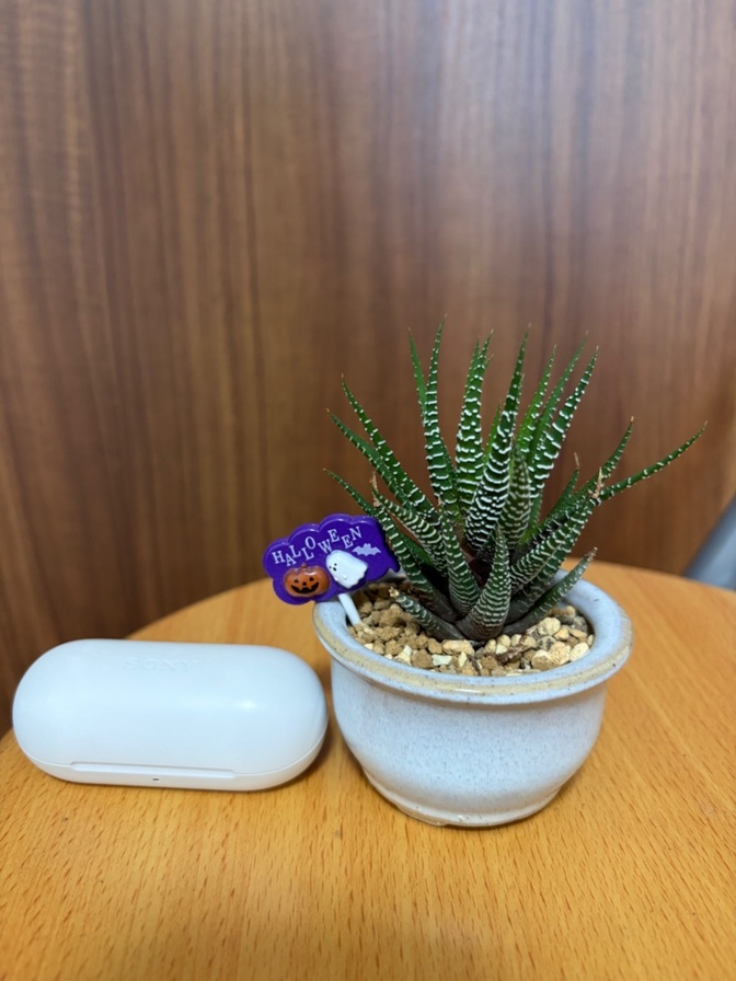十二の巻　多肉植物 ミニ陶器鉢植え(緑)🪴　　 